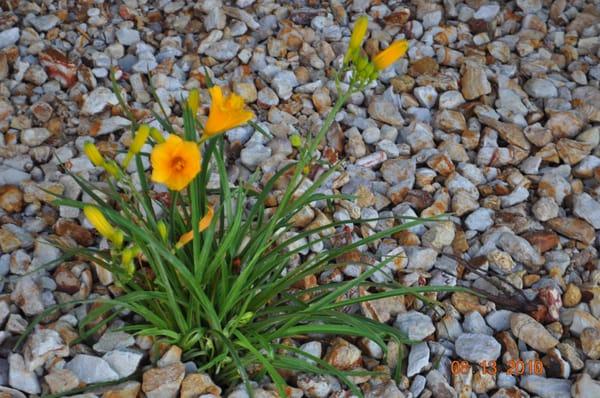 Red Oaks Landscaping