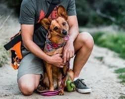 Dog Walkers on Budget