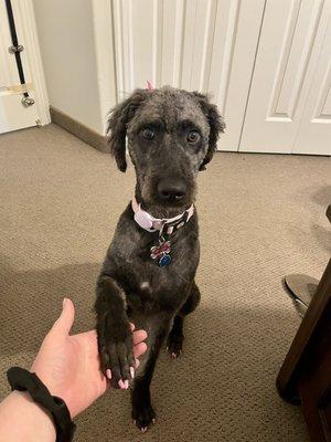 Dog,grooming,painted nails,pink