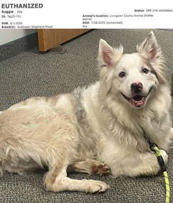 Livingston County Animal Control And Shelter