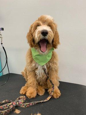 Radiant Paws Orange Park Grooming 8