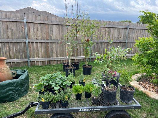 Celebilly Gardens & Firewood