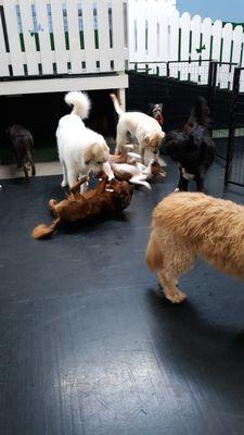 Schroeder's Den Dog Daycare