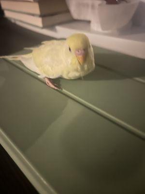 El Granero Feed And Pet Supplies