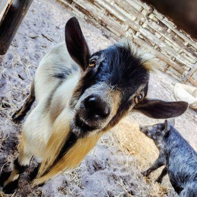 Cudabears Lair Animal Sanctuary