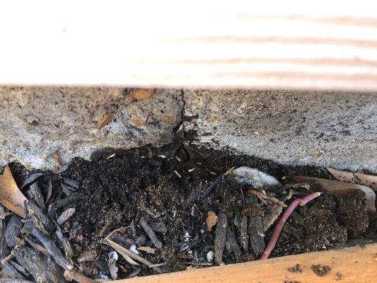 Southern States Pest Control