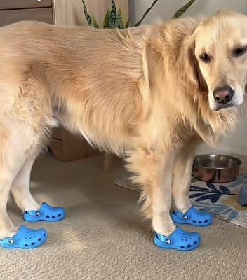 Brighton High School