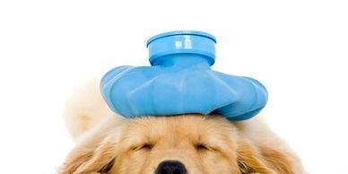 Barker Veterinary Services