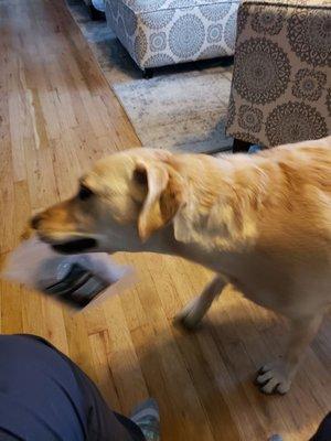 Loves her barknbig Bison Marrow bones!!