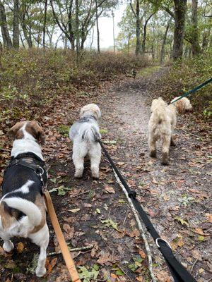 Chilmark Dog Sitting