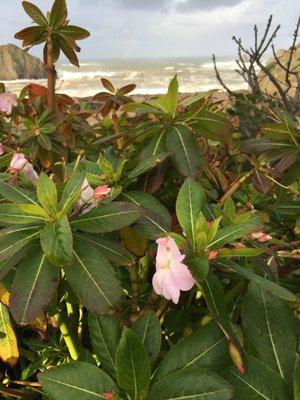 Loving the Flowers near the beach.