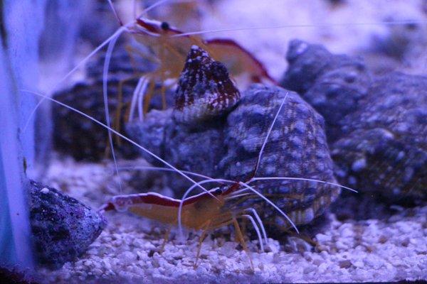 Cleaner Shrimp