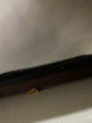 Trash between mattresses and headboard.