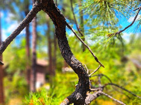 Alysia Carlin - Iannelli & Associates Real Estate