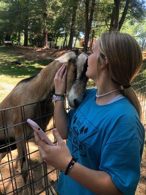 Animal Haven of Asheville