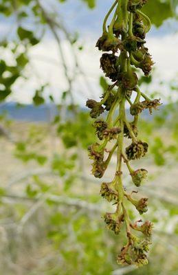 Fossil Creek Reservoir