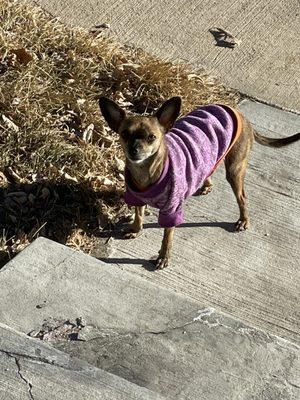 Humane Society of Weld County