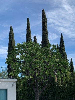 Melvin the Multitasker