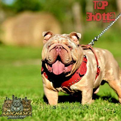 Exotic English Bulldog Bullies Bootcamp