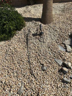 The Management Trust