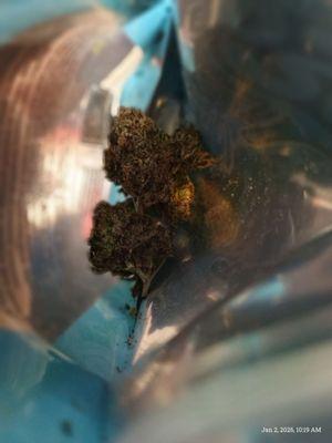 The Cannabis Shop Dispenary