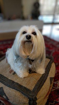 Valley Brook Veterinary Hospital