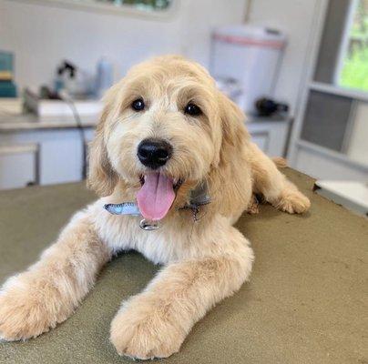 Groomingtails Mobile Dog Grooming