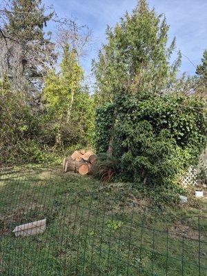 Oregon Coast Tree Company