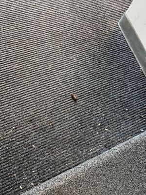 Dog poop in the stairwell