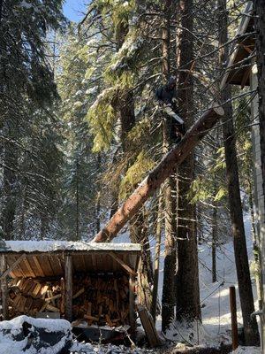 Sean Shriver Tree Care