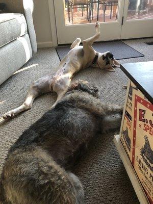 Sanatoga Animal Hospital