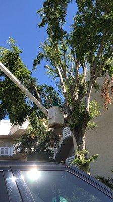 Bayamito Tree Trimming