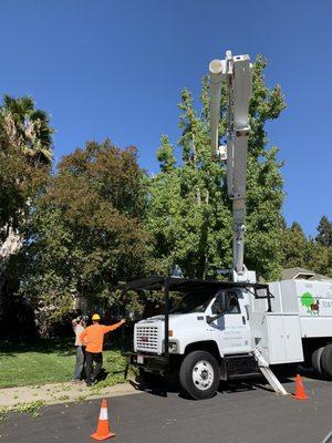 Elk Grove Tree Service