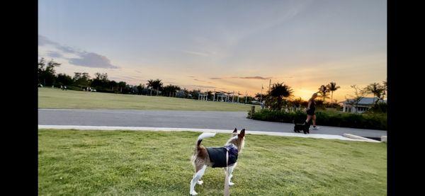 Naples Dog Park
