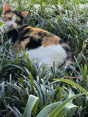 Babagigi happy about Bowie Drive Animal Hospital.