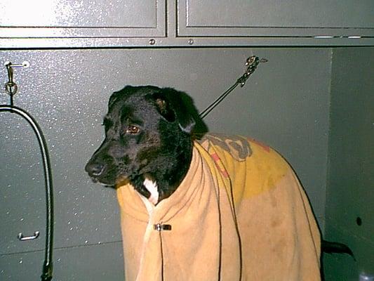 Cedarwood Kennels Pet Grooming