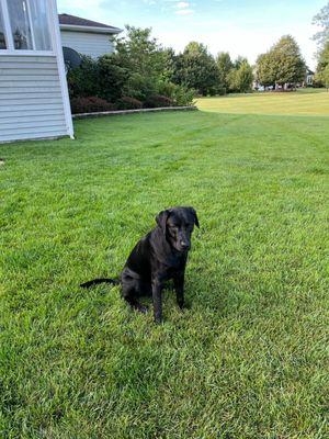 Tanglewood Kennels LLC