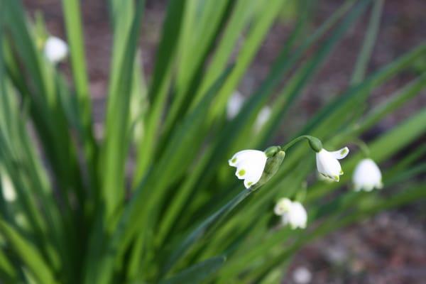 Polk County Sprinkler Systems