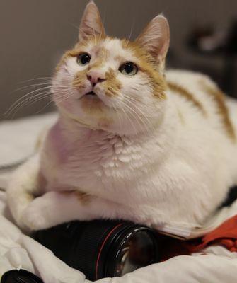 All Pets Great & Small Cremation Service