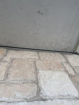 They cleaned my wasp nest