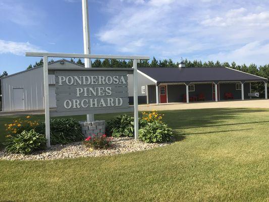 Ponderosa Pines Orchard
