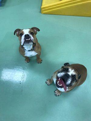 Petzore sent me a photo of how my dog is doing. That day there was another English Bulldog at daycare and they were inseparable!
