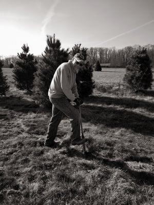 Millers Christmas Tree Farm