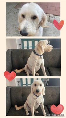 My Best Friend Grooming Salon