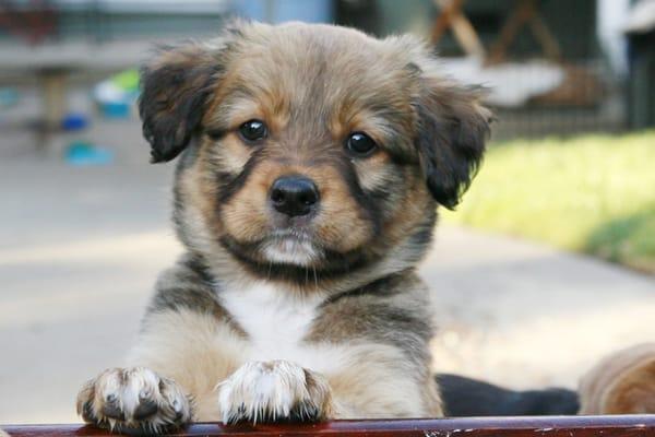 Pawsitive Pooch Dog Training