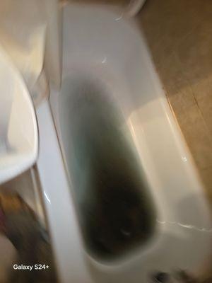 Raw sewage backup from main sewer line.