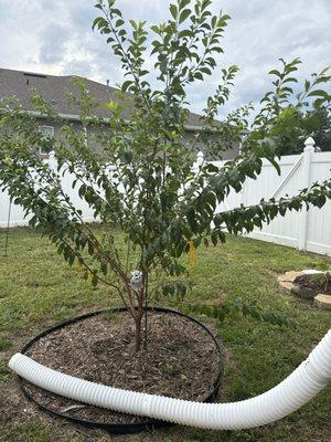 Pell's Citrus & Nursery
