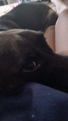 Gabriele's Dog Walking