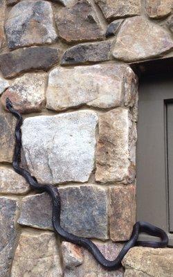 Pest Animal Removal Austin