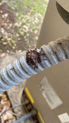 Spartan Pest Service